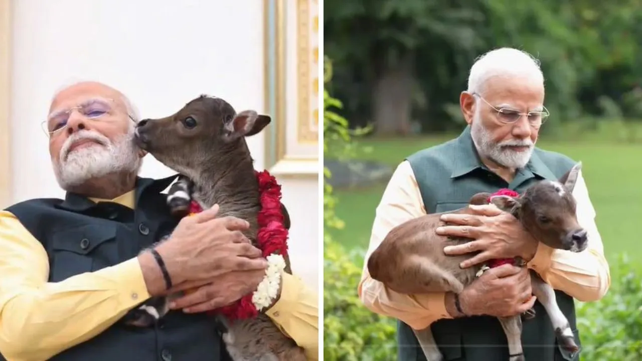 pm modi with calf