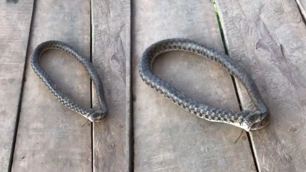 viral snake vide