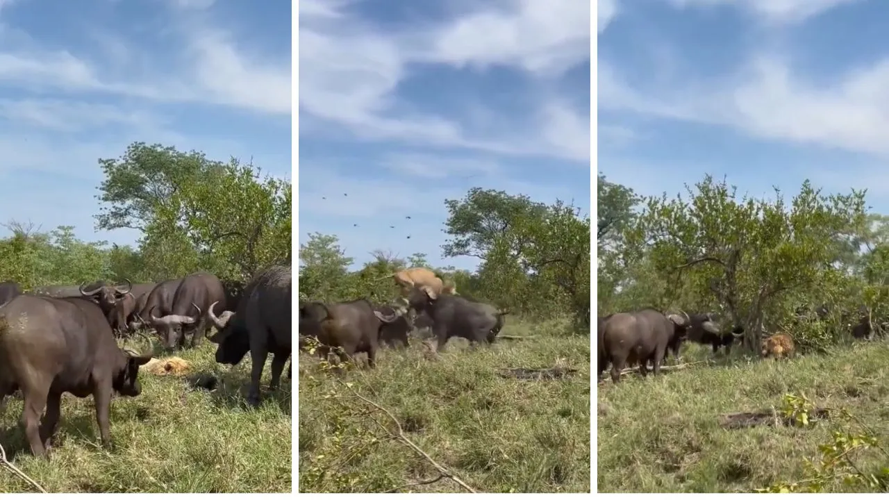 Buffalo attacks lion