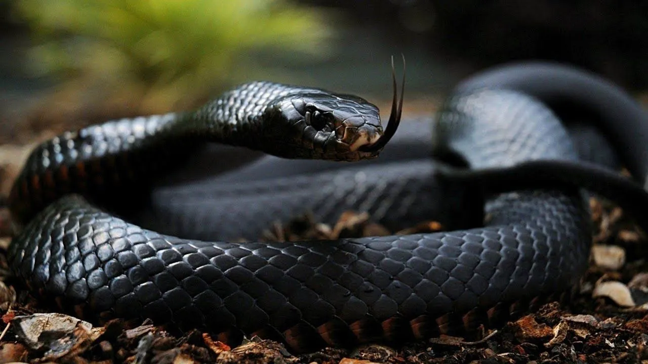 gaya baby eats snake