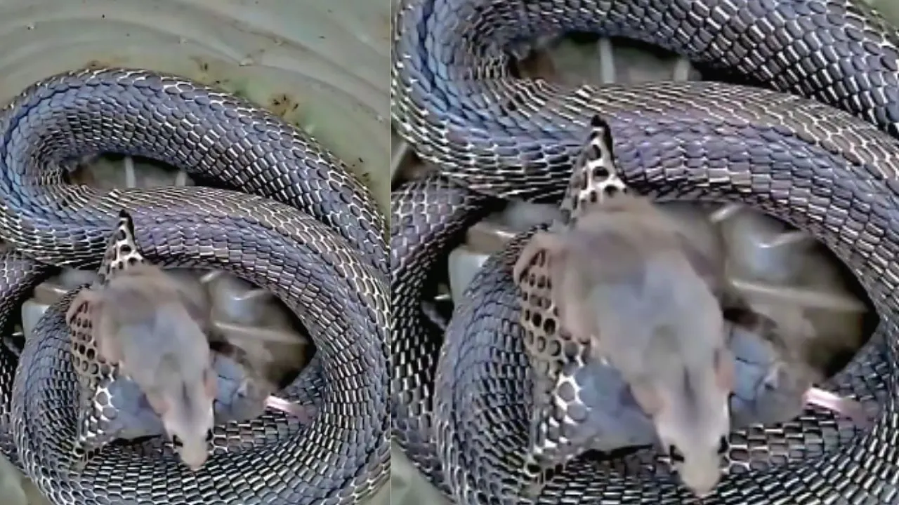 snake Viral video