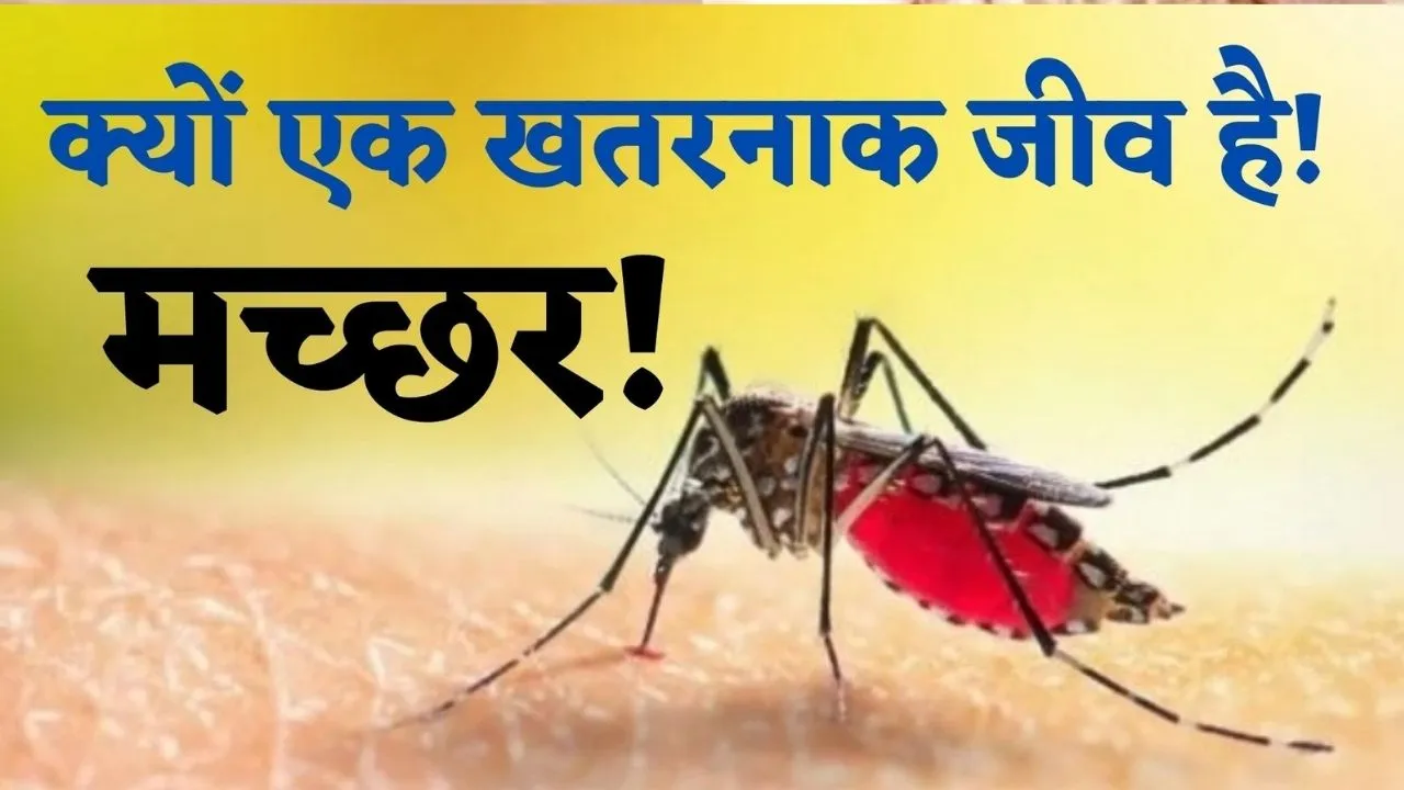 Mosquito borne diseases