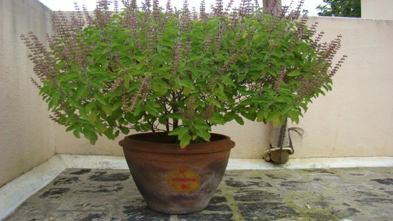 tulsi