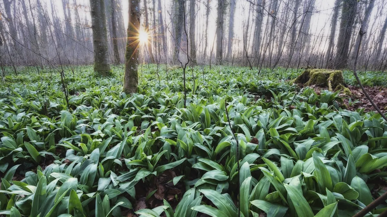 Benefits of garlic plant