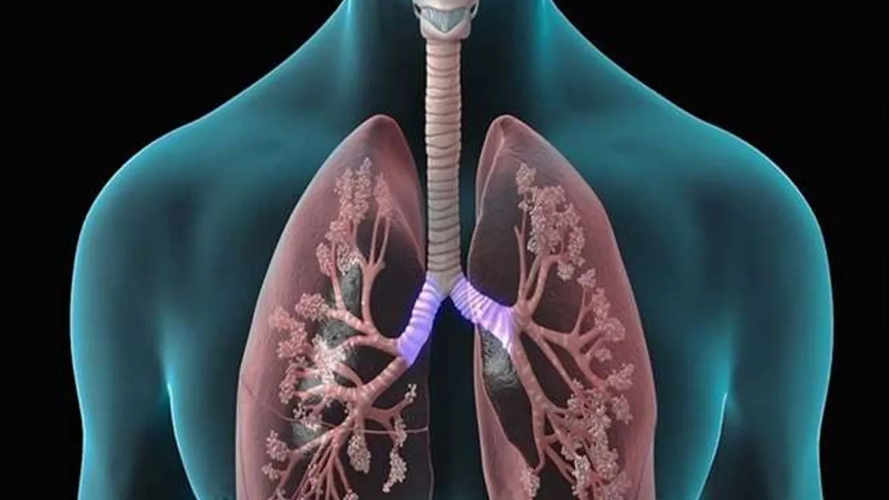 lungs