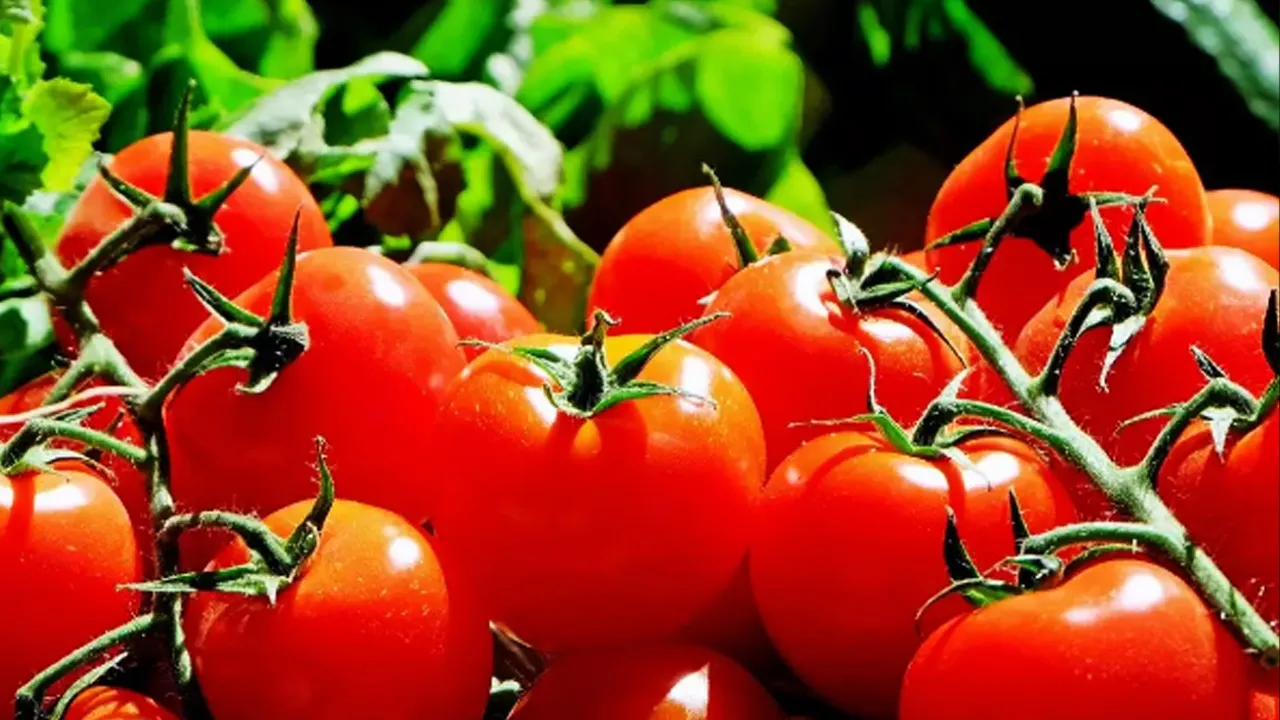 Tomato Price