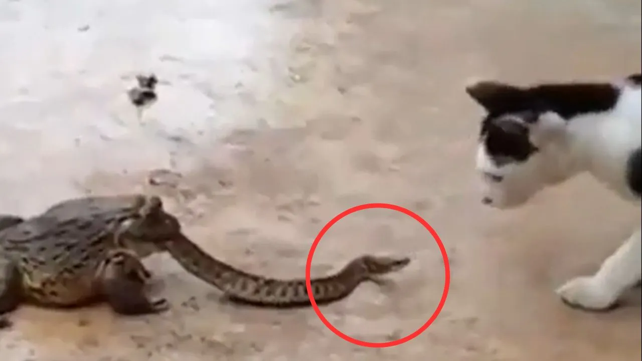 cat and frog beaten snake