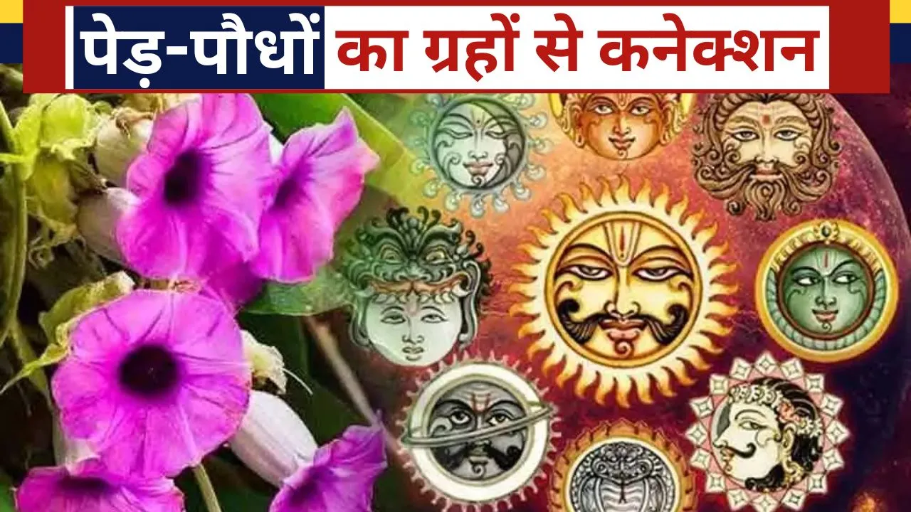 astrology Navagraha plants for nine planets in kundali