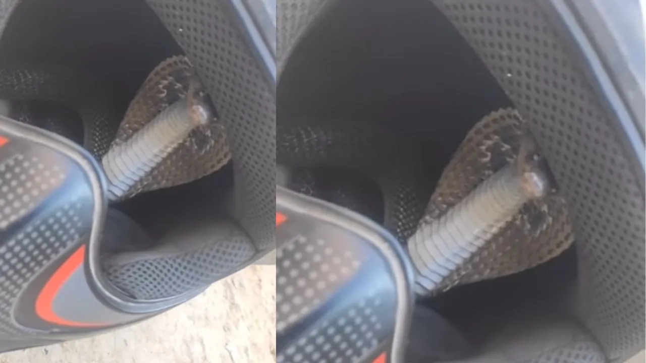 viral trending Snake video