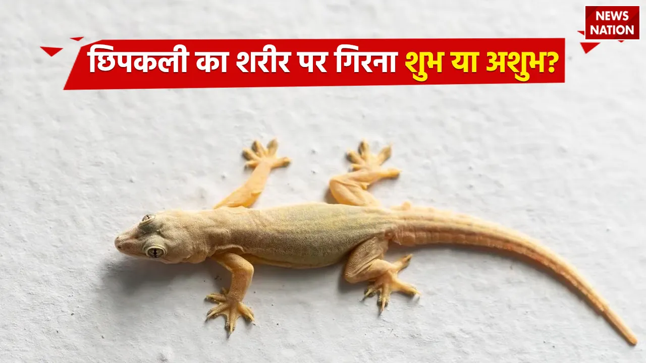 Chhipkali ka Girna Shubh ya Ashubh