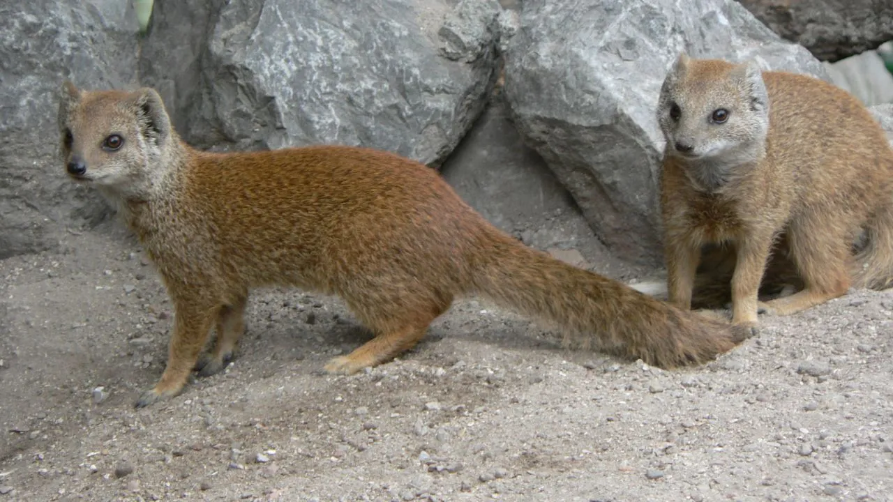 Mongoose has both auspicious and inauspicious qualities