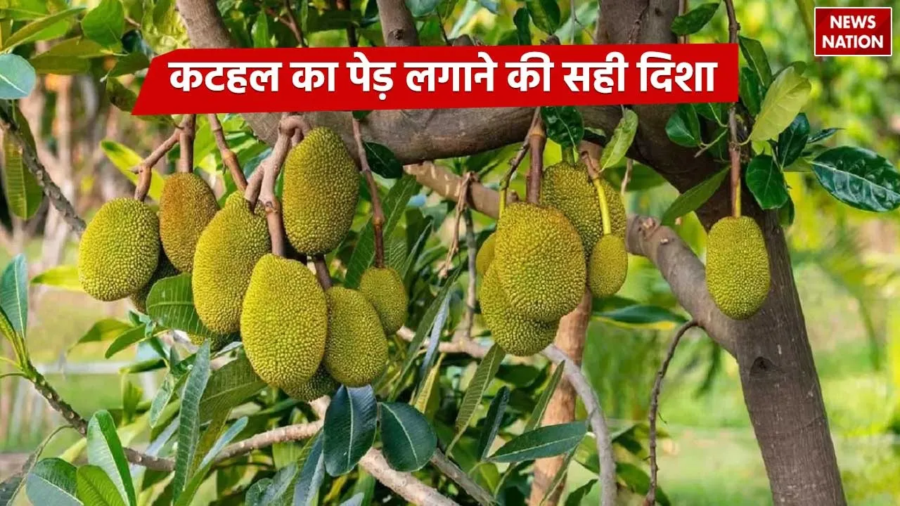 Correct direction to plant jackfruit tree