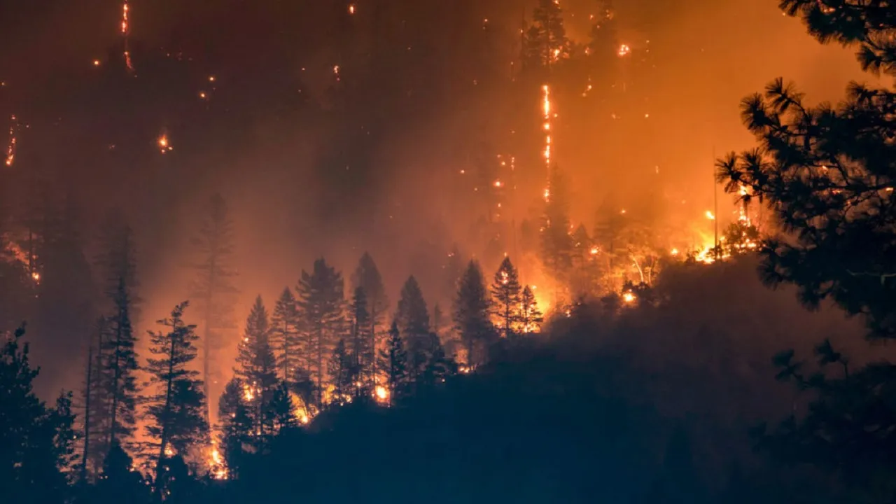 Himachal Forest Fire