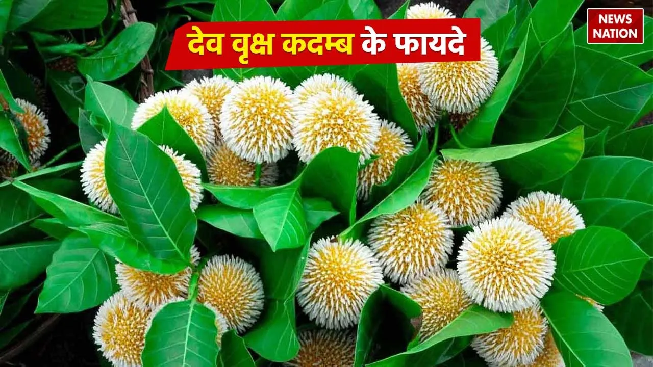 Benefits Of Kadamba Fruit