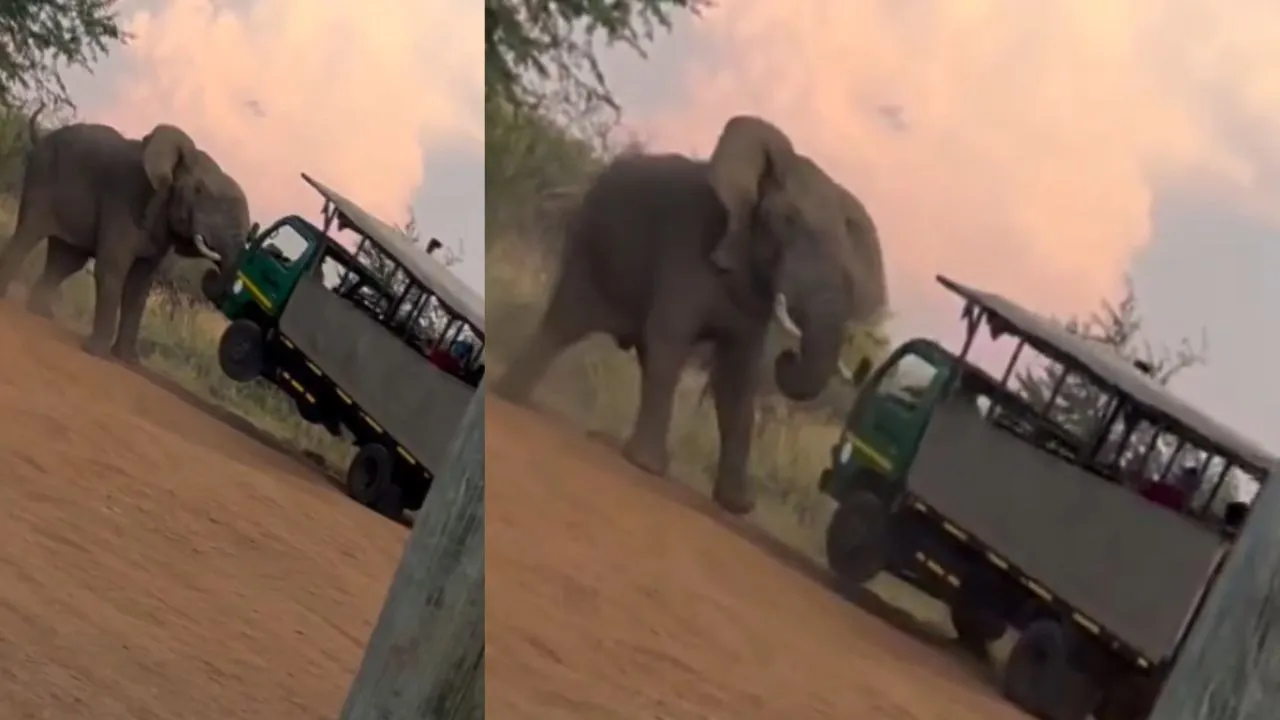 elephant attacking video