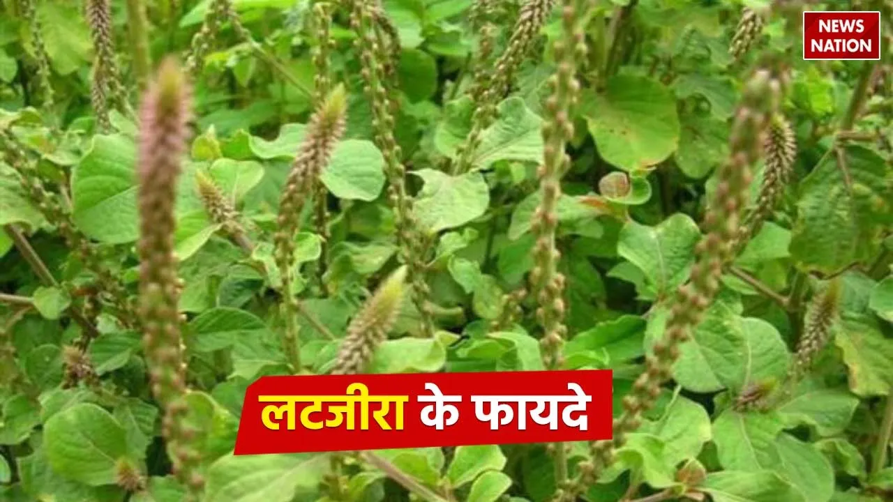 Latjeera Plant Benefits