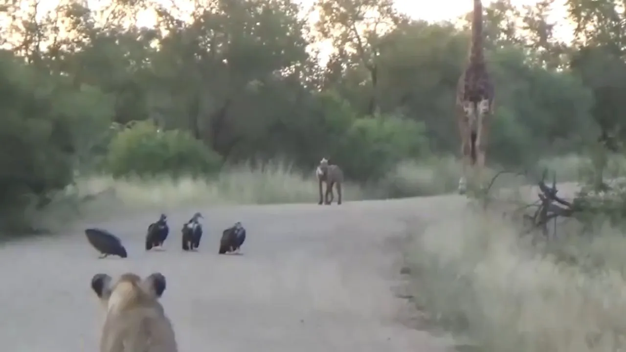 Viral Wildlife Video