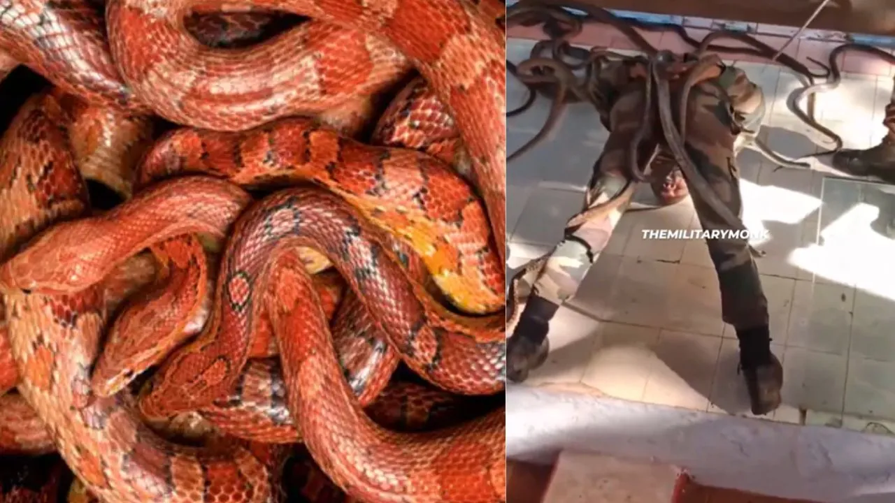 viral snake video  2