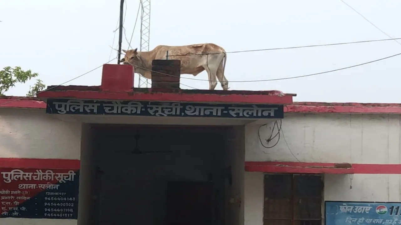 Bull climbs Atop Police Outpost Roof