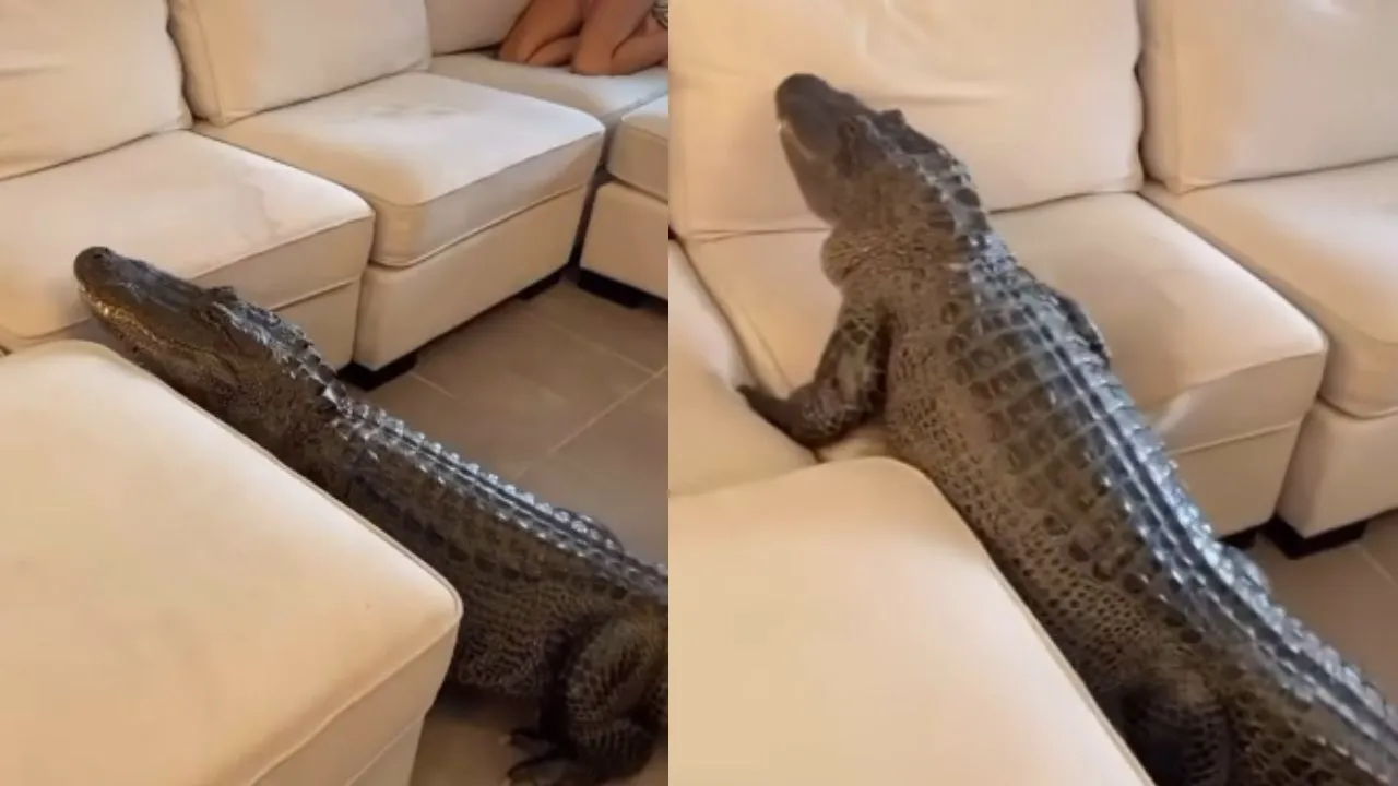 Viral video of crocodile