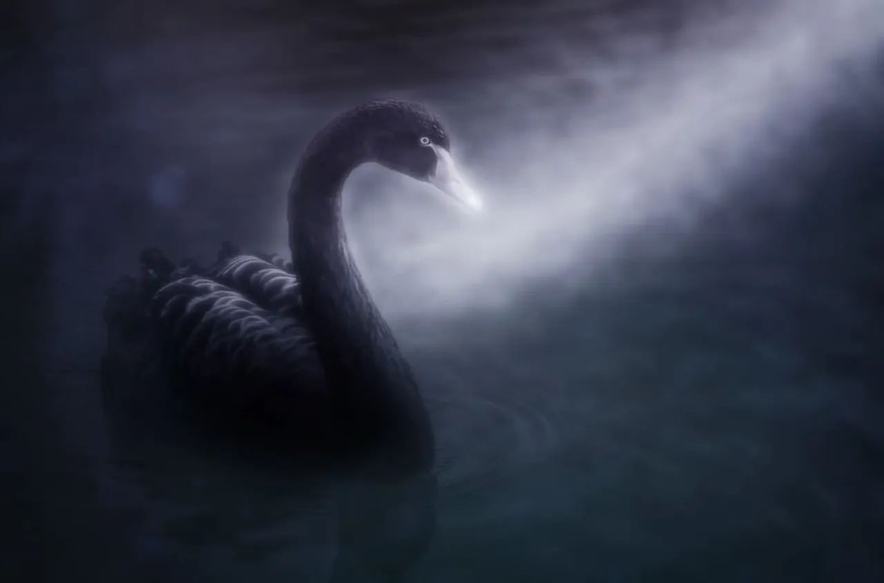 swan