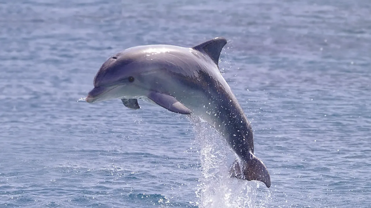 Bottlenose Dolphin