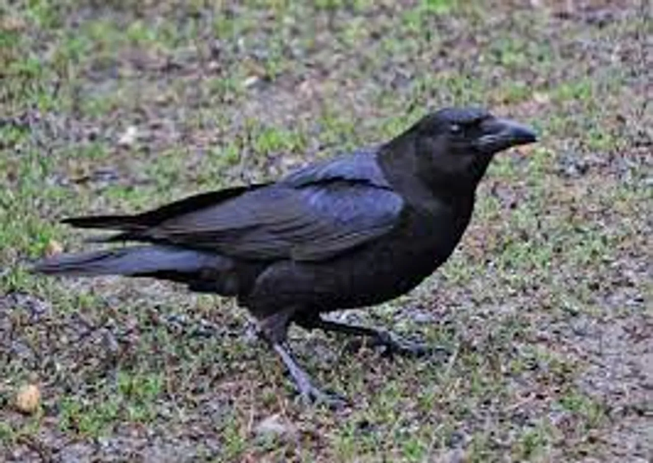 CRow