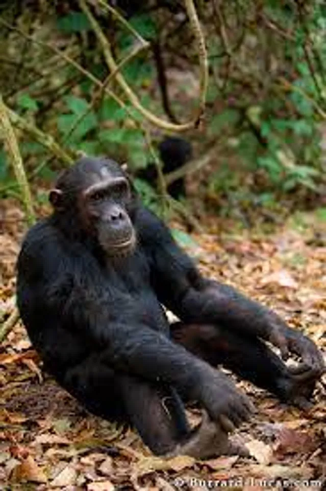 Chimpanzee