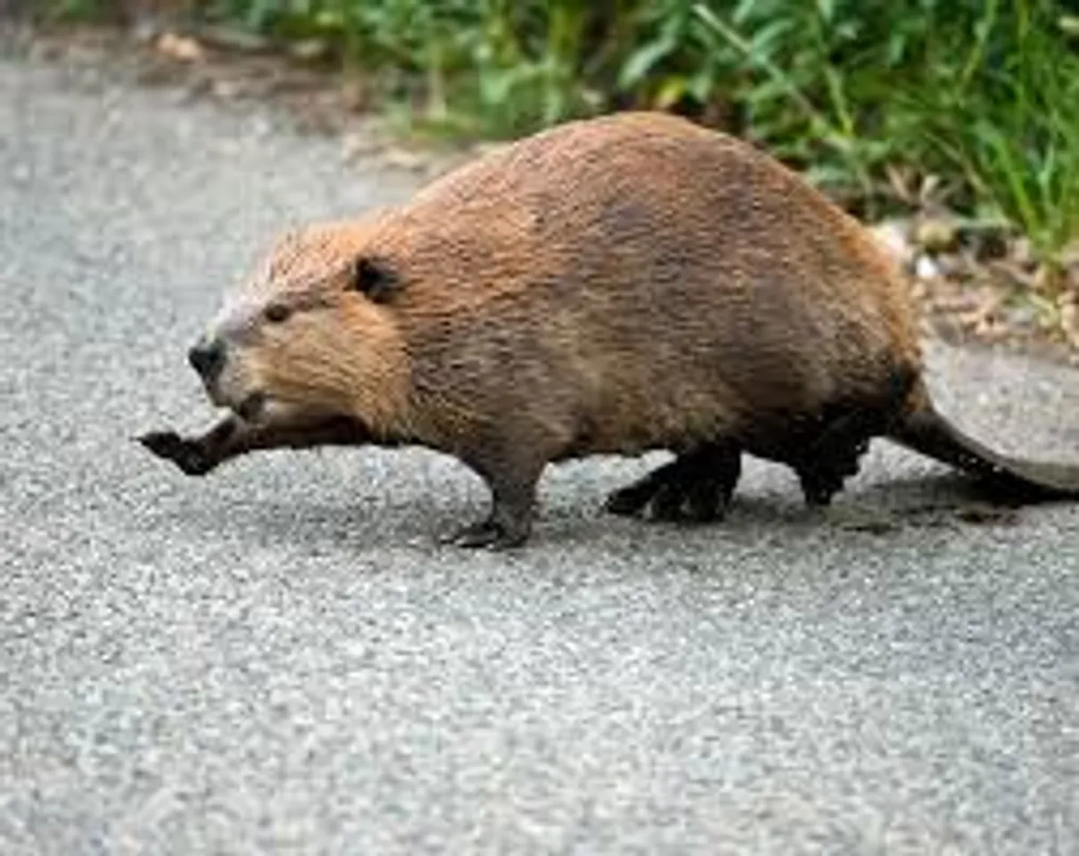 Beaver