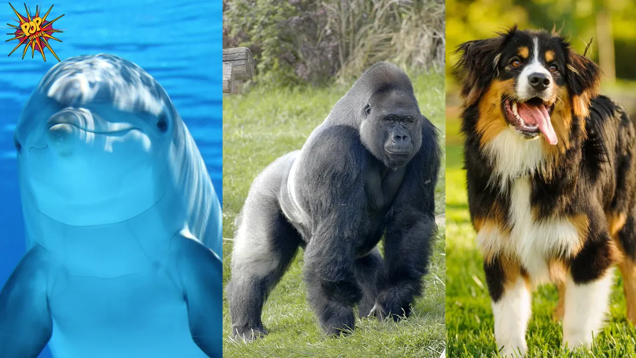 Animals