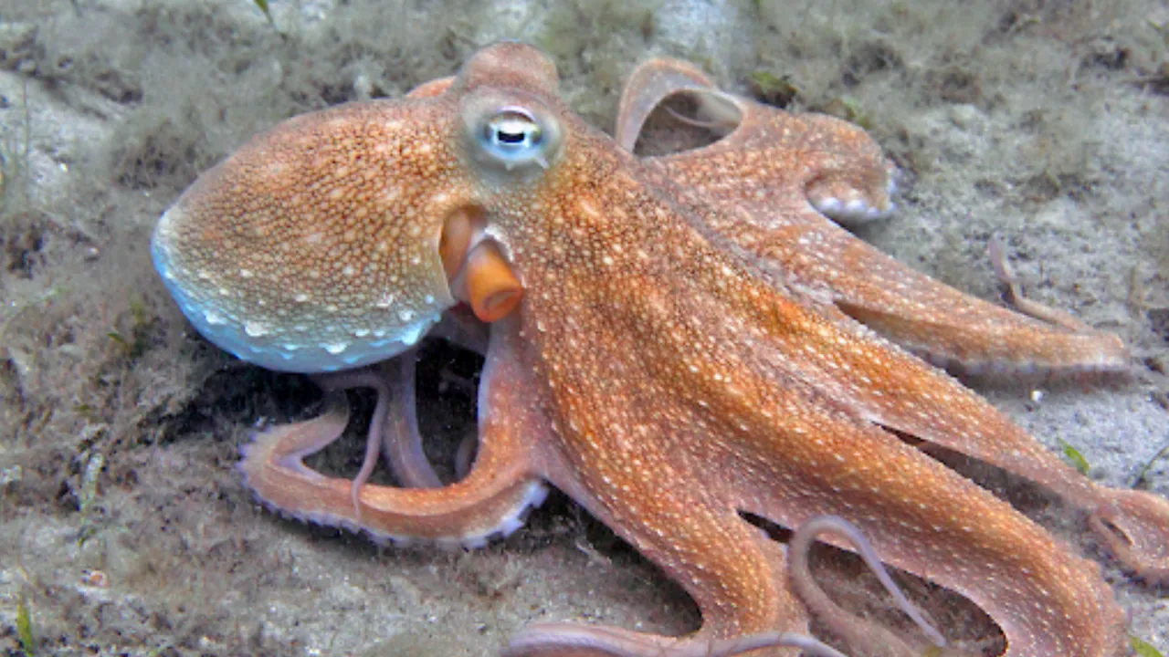 Octopus