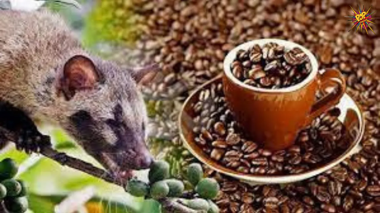 kopi