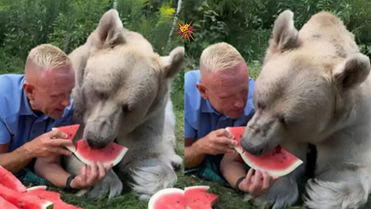 Viral Video Shows Russian Man Feeding Watermelon to Giant Bear