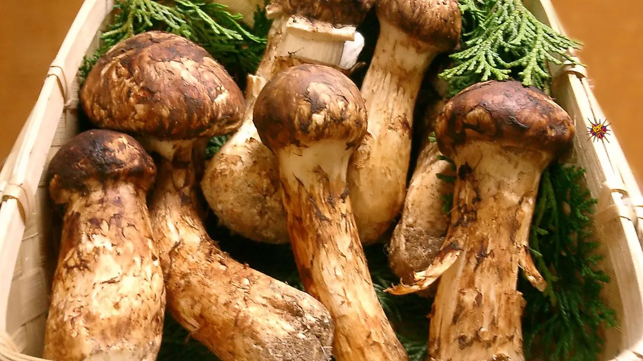 Exploring the Fascinating World's Most Expensive Mushrooms: Matsutake