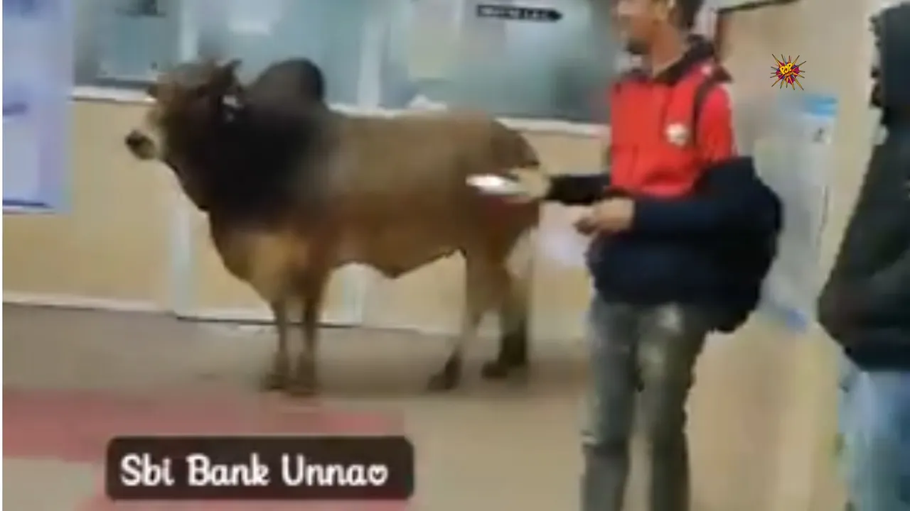 WTF! Bull in a Bank This Unannounced Visit Creates Chaos at unnao's SBI Branch