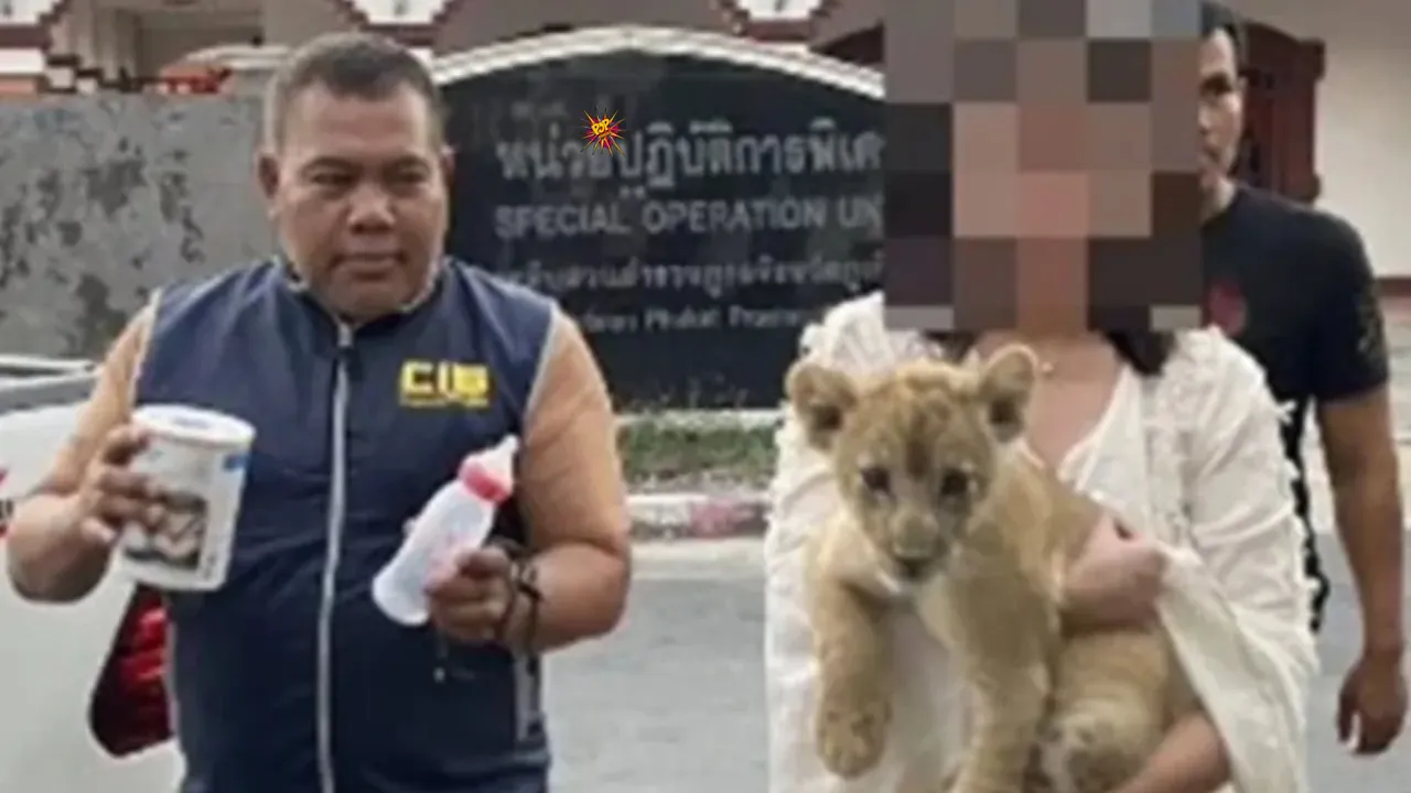 Lion Cub Found in Hotel Room in Thailand, Owner Faces Charges