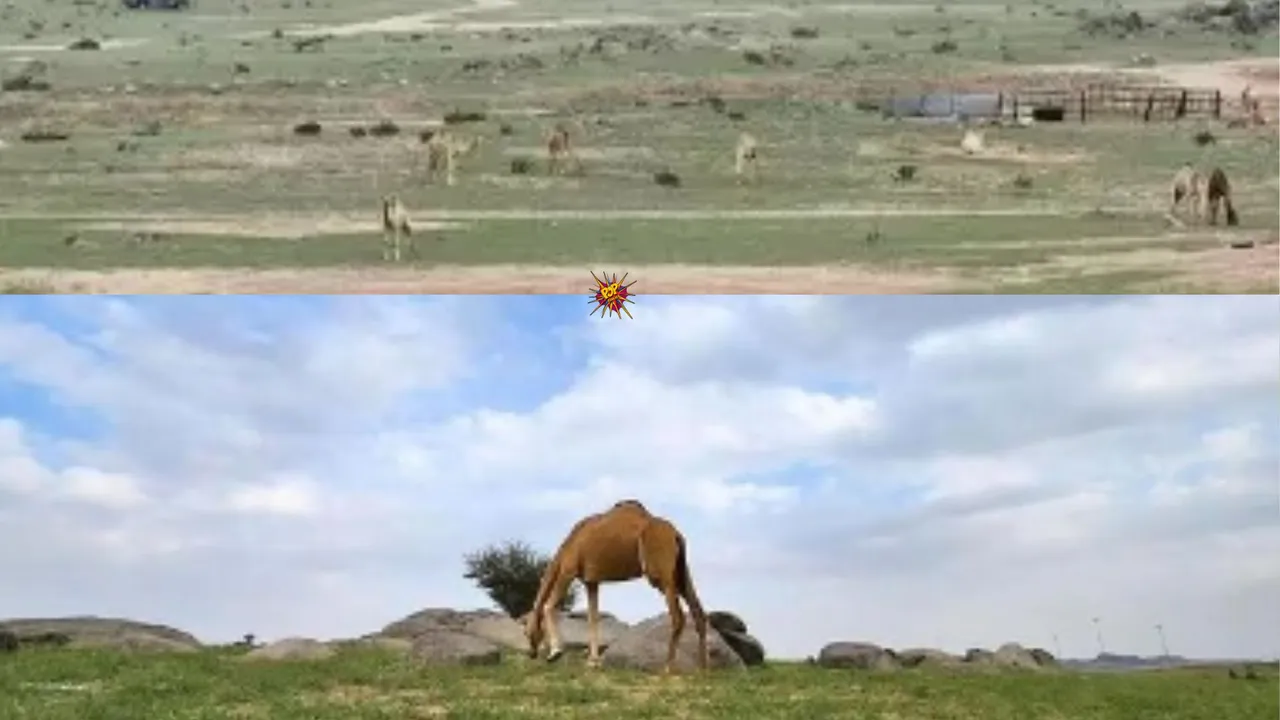 Saudi Arabian Desert Blooms Green After Heavy Rains