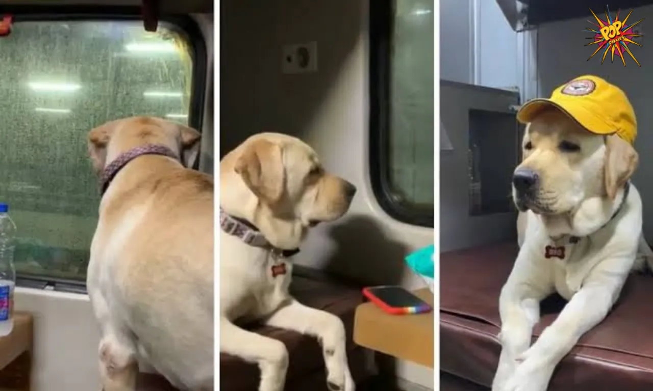 A Dog travels from Mumbai to Bhuvaneshwar the video of his journey is very heart touching, know why: