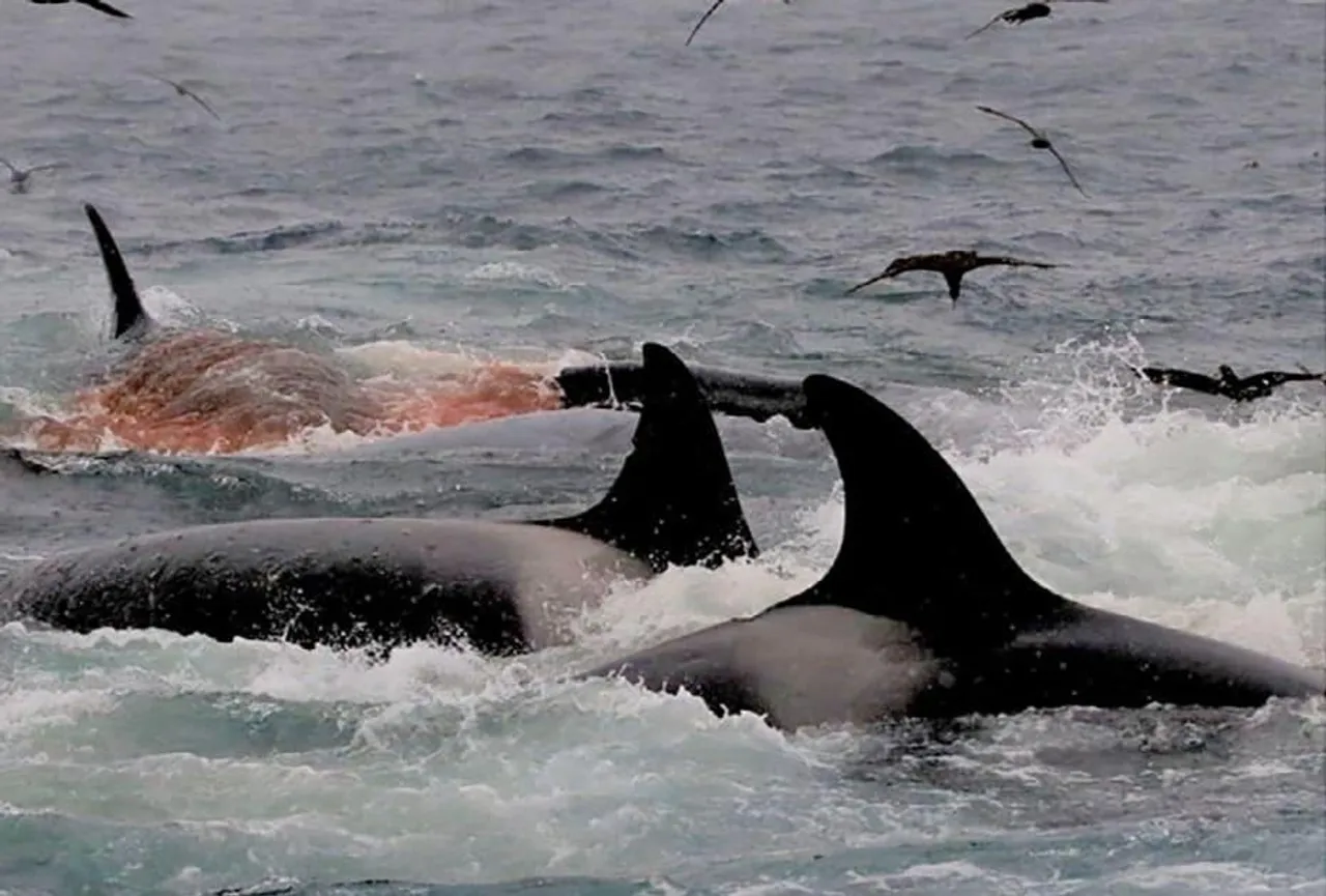 Orcas was recorded hunting and killing of Blue whales for the first time!