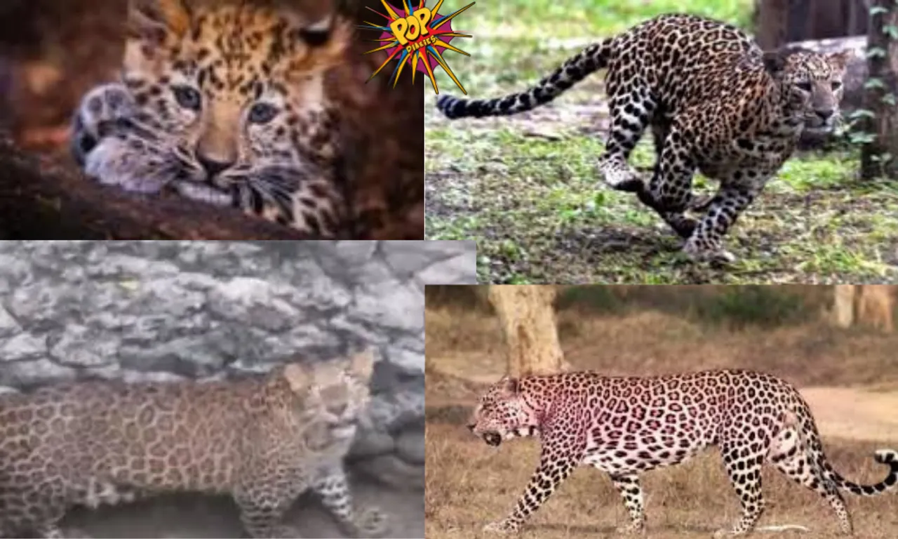 Rare 'pink leopard' spotted in Rajasthan's Ranakpur hills, first sighting in India!