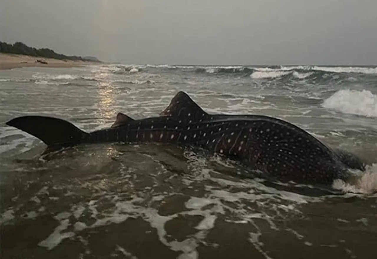 World's Largest Fish, Stuck In Net Off Visakhapatnam, Guided Back To Sea!