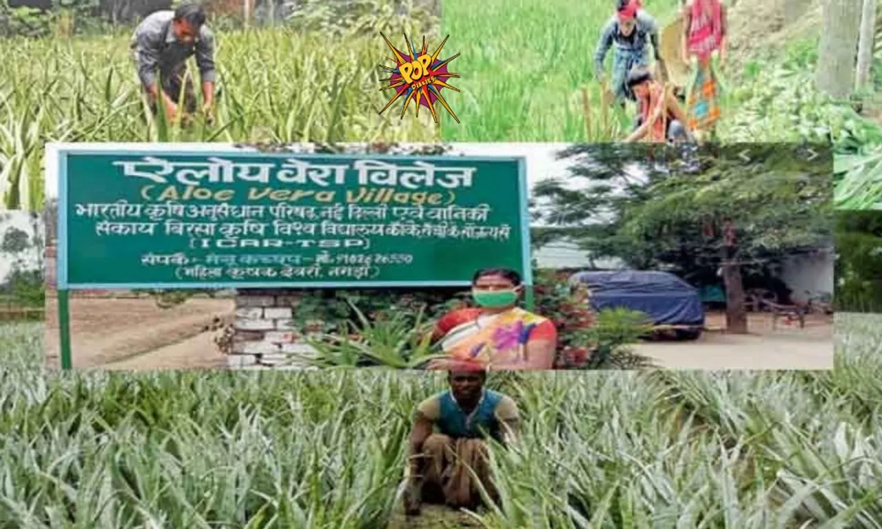 Aloe Vera Village:  In This Indian Village Everyone cultivate the Aloe Vera plants in courtyard, field. See pics: