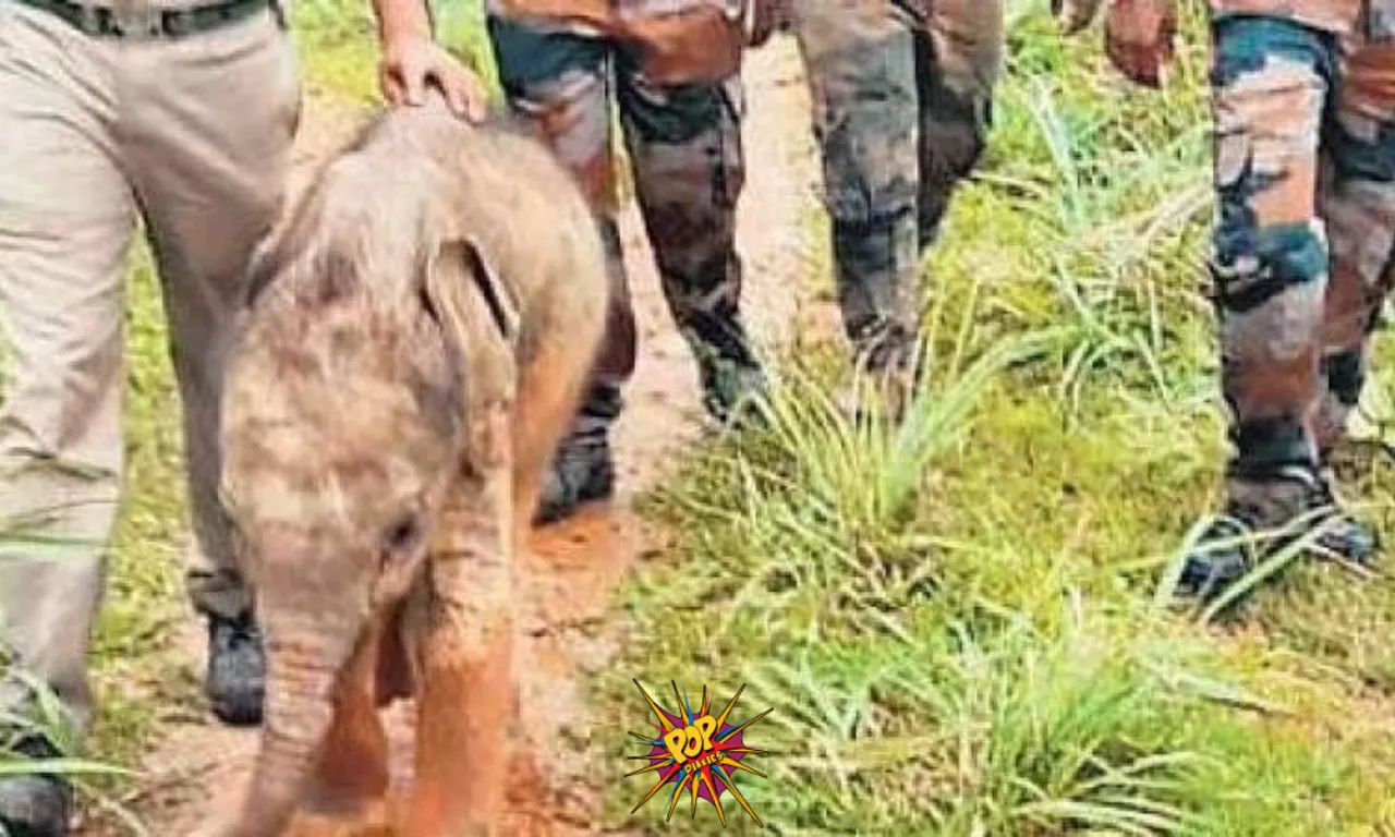In a heartwarming video a baby elephant is seen following foresters to reunite with mother in viral video, know more:
