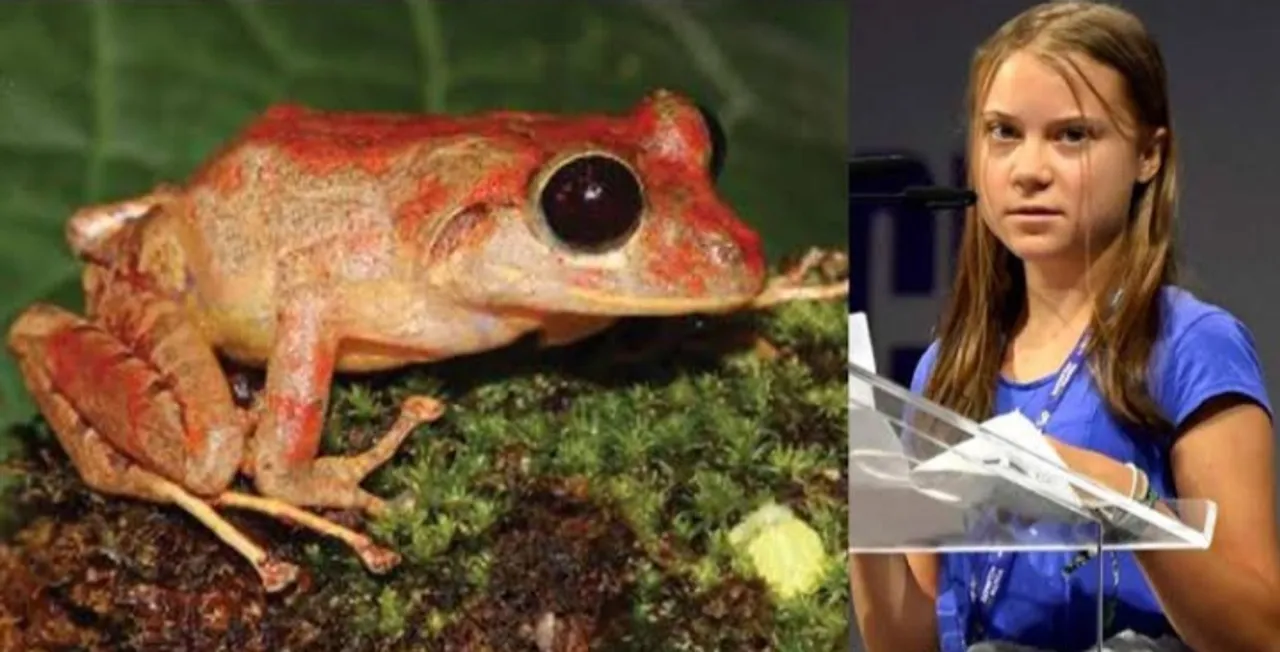 New Species Of Rainfrog Discovered in Panama Jungle which was named after Greta Thunberg!