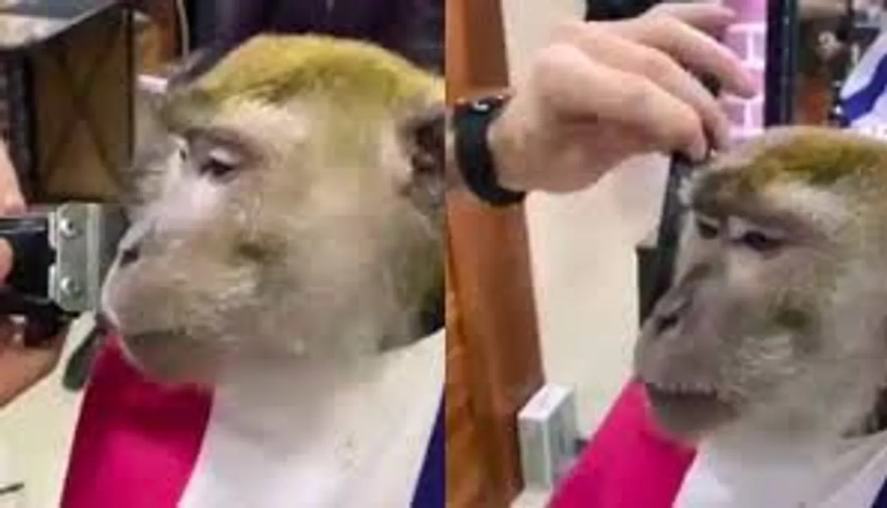 Monkey visits barber shop to get a shave in viral video , leaves internet in splits - Watch !