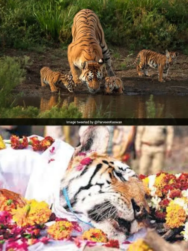 Heartbreaking : Tigress Of Madhya Pradesh "Collarwali" Mother to 29 Cubs , Dies Know her story :