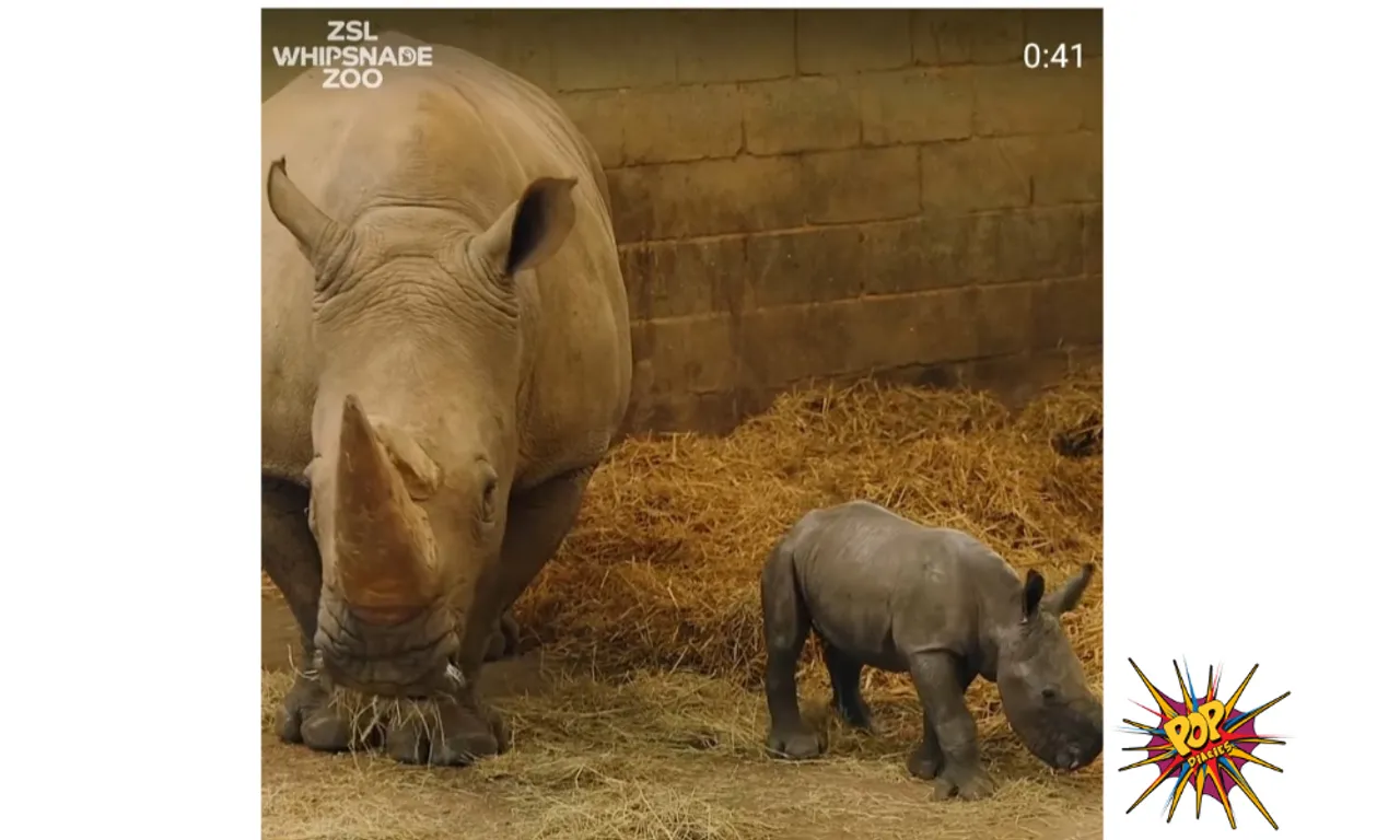 The Cutest Newborn White Rhino calf is winning hearts with her mama, Watch Video