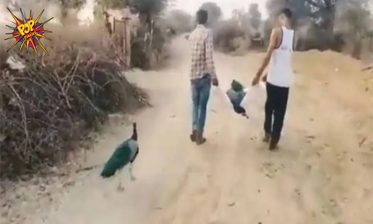 Heartbreaking : Peacock Follows Partner After It's Tragic Death , Know Why,  Viral Video is No 1 Heartwarming: