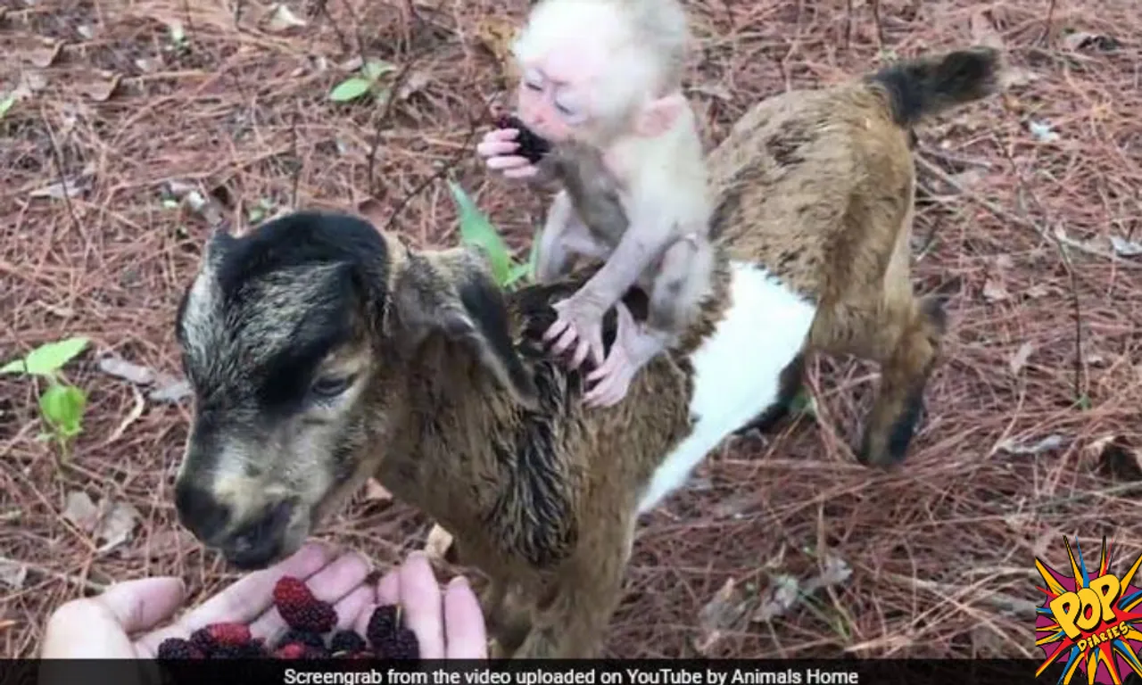 Wholesome Video of Monkey baby along with Goat has got 15 million views, know what happened: