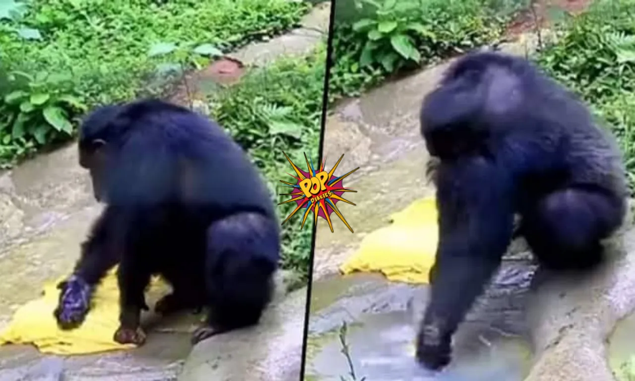 Viral Video: Chimpanzee washes clothes in 'Desi Style' just like humans, Watch